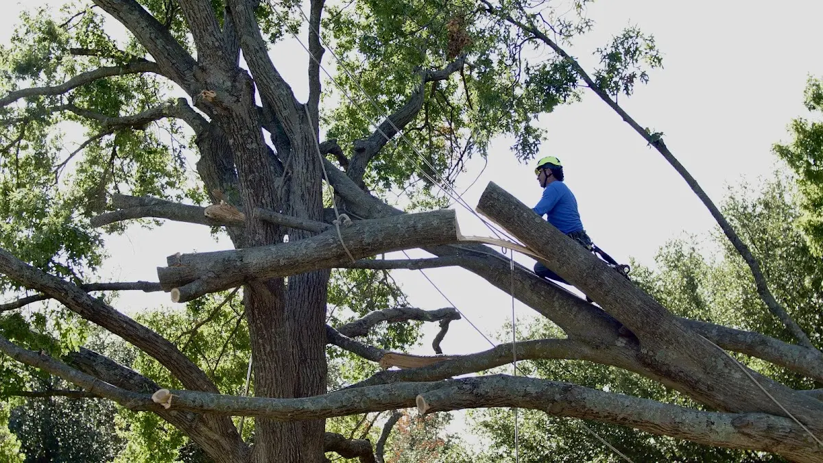 Professional Crown Thinning performed by certified arborists in Dayton